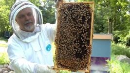 včelař muž beekeeper-682944 1280